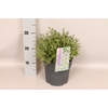 vaste planten 19 cm  Calamintha nepeta Marvelette Blue
