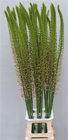 <h4>Eremurus Romance</h4>