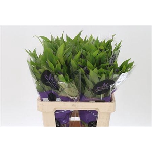 Clematis Amazing Oslo