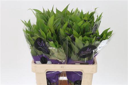 <h4>Clematis Amazing Oslo</h4>