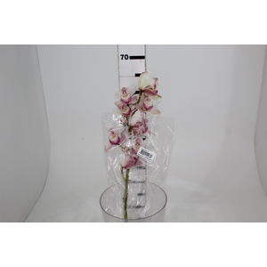 CYMBIDIUM HT MIN 9 FLS ROSA CLARO