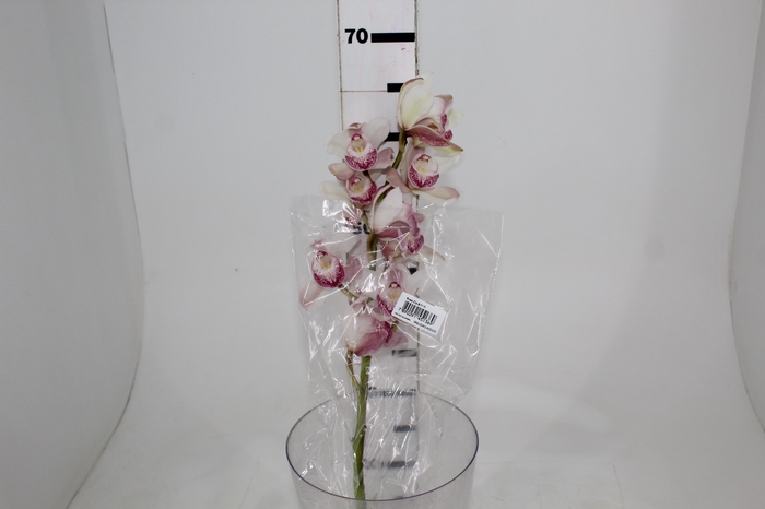 <h4>CYMBIDIUM HT MIN 9 FLS ROSA CLARO</h4>