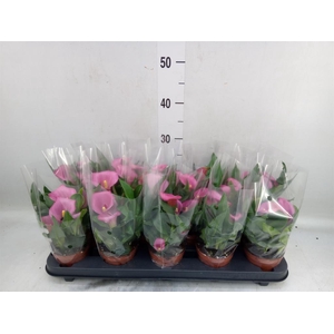 Zantedeschia  'Captain Farolito'