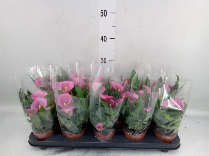 <h4>Zantedeschia  'Captain Farolito'</h4>