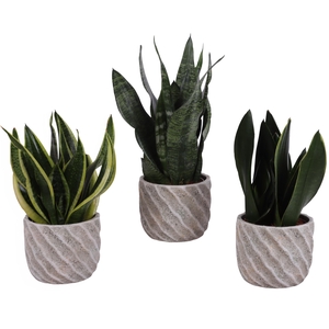 Sansevieria mix Ø12cm in Ø15cm Ceramic NT668