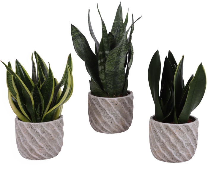 <h4>Sansevieria mix Ø12cm in Ø15cm Ceramic NT668</h4>