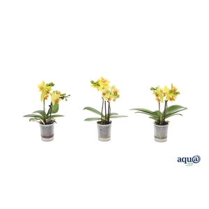 Phal Tiny Dolls Geel 2T10+ Aqu@