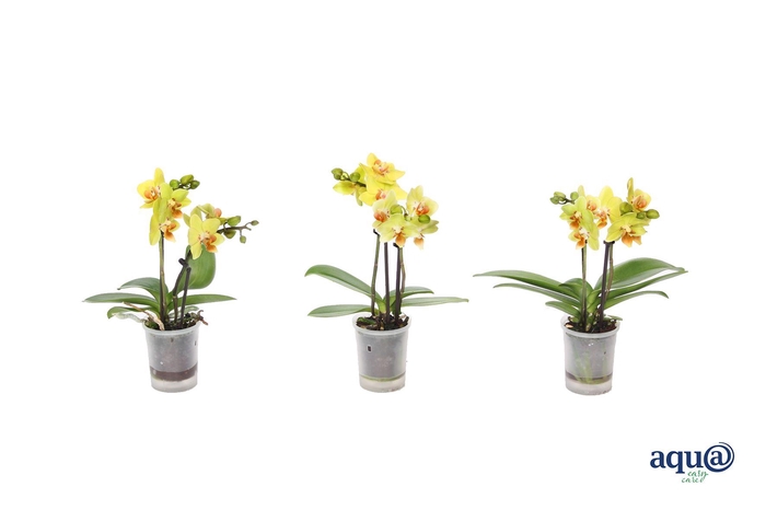 <h4>Phal Tiny Dolls Geel 2T10+ Aqu@</h4>
