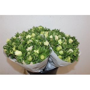 Anem Marianne Panda White