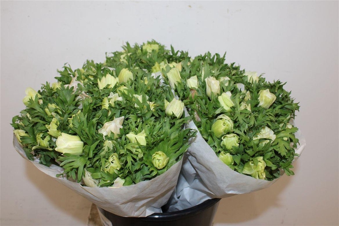 <h4>Anem Marianne Panda White</h4>