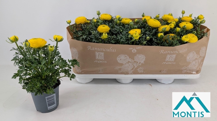 <h4>RANUN SPRINK YELLOW</h4>