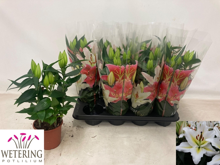 <h4>LIL OR SUNNY AZORES</h4>