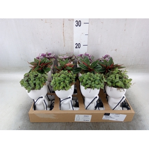 Arr.   Kamerplant Groen L%