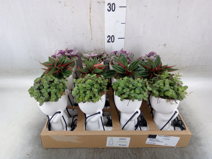 <h4>Arr.   Kamerplant Groen L%</h4>