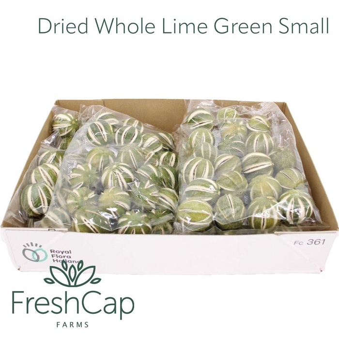 <h4>Dried Whole Lime Green Small</h4>