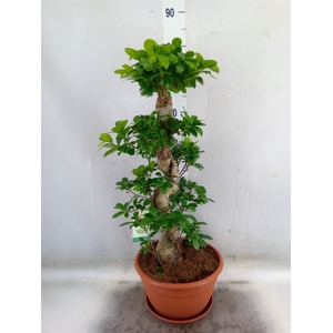 Ficus microcarpa 'Ginseng'