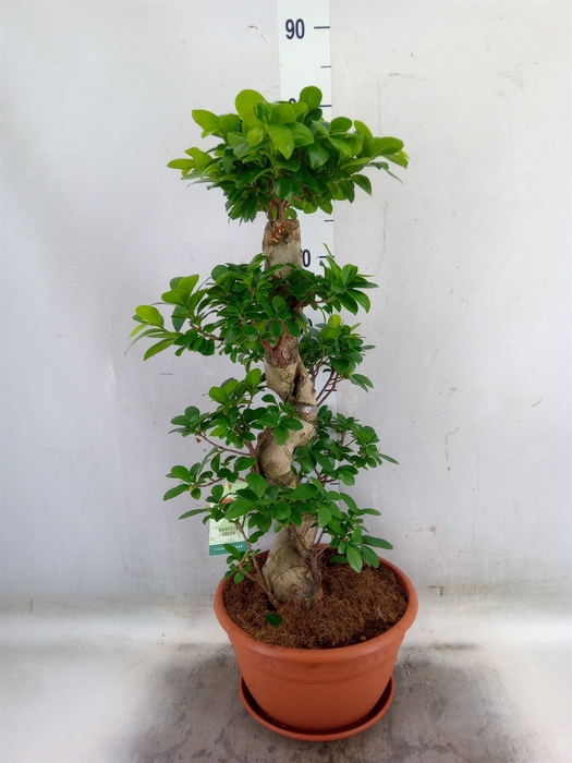 <h4>Ficus microcarpa 'Ginseng'</h4>