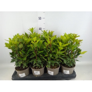 Laurus nobilis