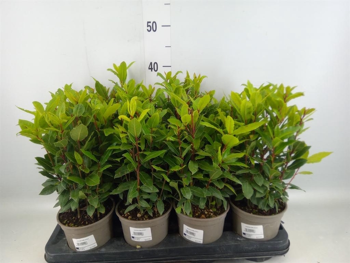 <h4>Laurus nobilis</h4>