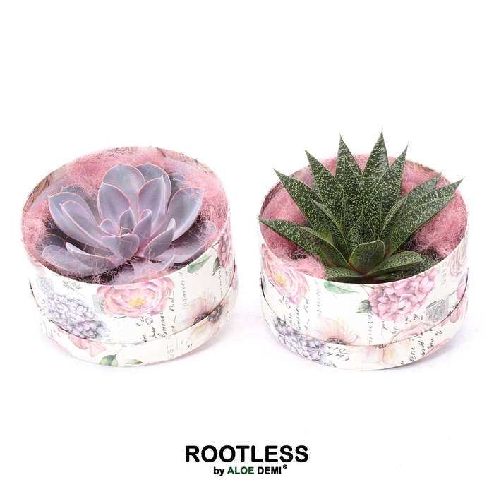 <h4>ROOTLESS Succulent, Love box</h4>