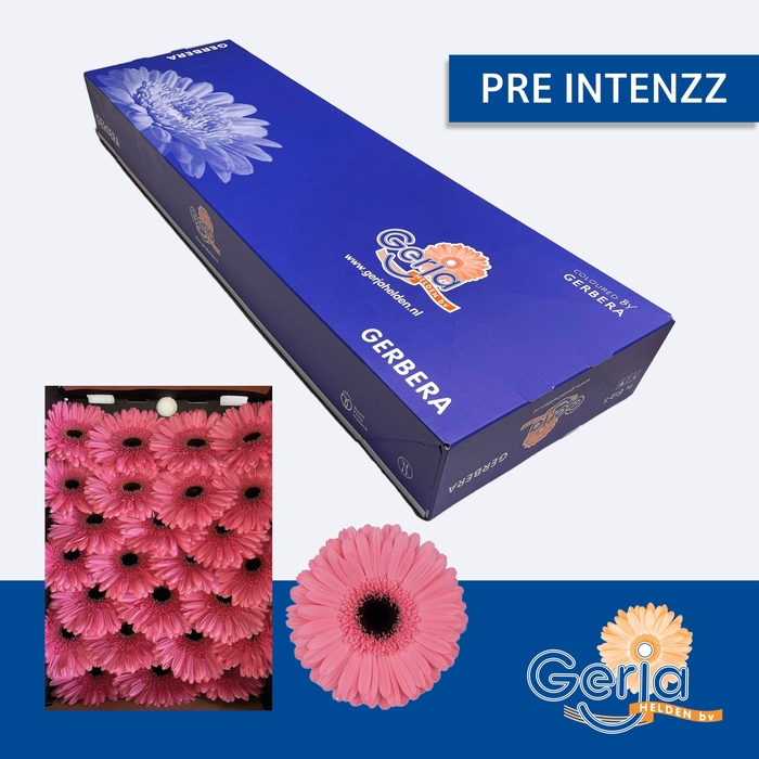 <h4>GE GR PRE-INTENZZ</h4>