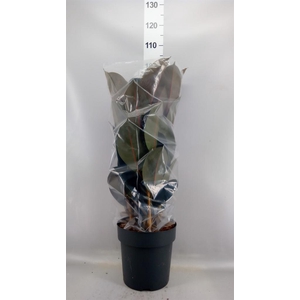 Ficus elastica 'Abidjan'