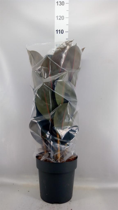 <h4>Ficus elastica 'Abidjan'</h4>