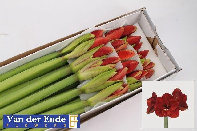 <h4>HIPP GA FERRARI</h4>