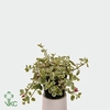 Aptenia Co Variegata