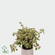 Aptenia Co Variegata