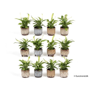 SPATHIPHYLLUM P6 E 2115