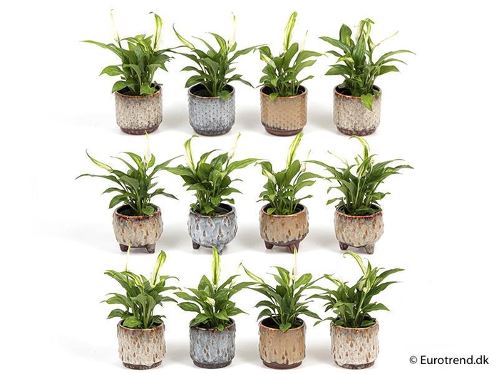 <h4>SPATHIPHYLLUM P6 E 2115</h4>