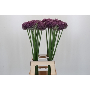 Allium Misses Bouquet