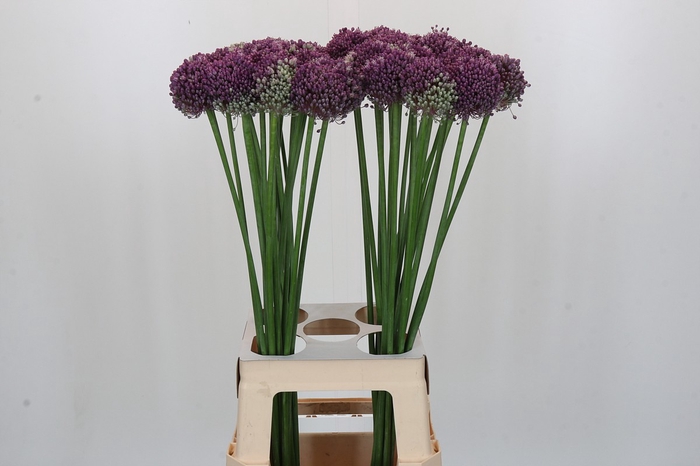 <h4>Allium Misses Bouquet</h4>