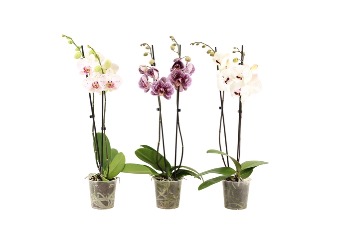 <h4>Phal Mix 2T16+</h4>