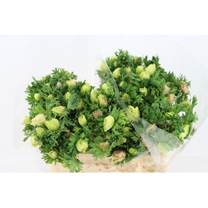 Anem Marianne Panda White