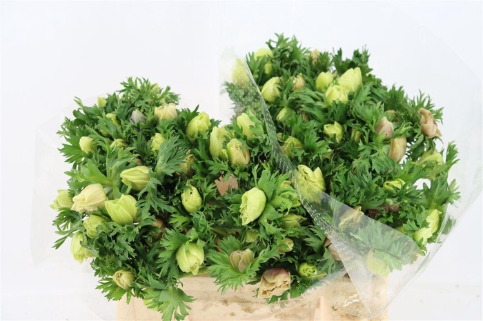 <h4>Anem Marianne Panda White</h4>