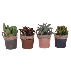 Succulenten mix 12 cm in kiribati pot