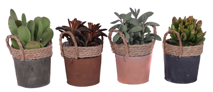 <h4>Succulenten mix 12 cm in kiribati pot</h4>