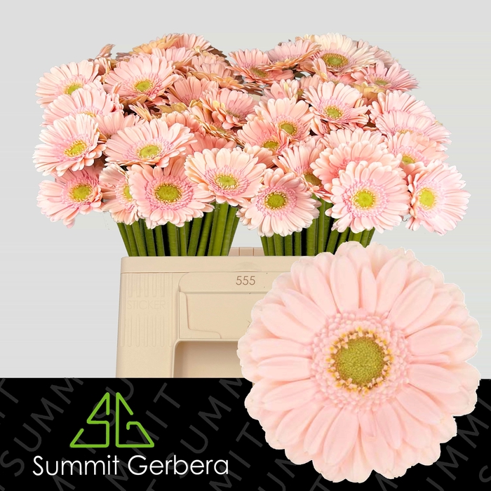 <h4>GE MI ALIX-NOOR</h4>