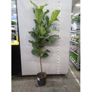 Ficus lyrata