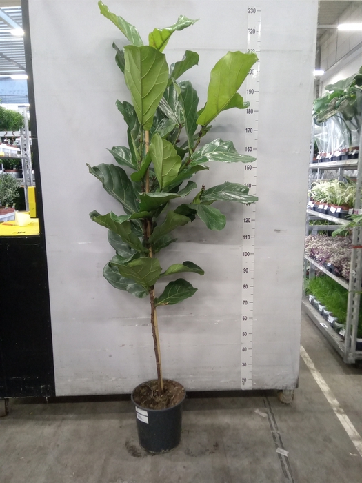 <h4>Ficus lyrata</h4>