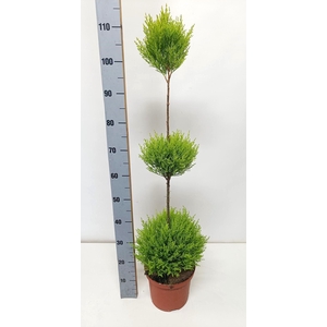 Cupressus goldcrest wilma 