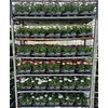 Osteo Mixk 1 Klr Per Tray