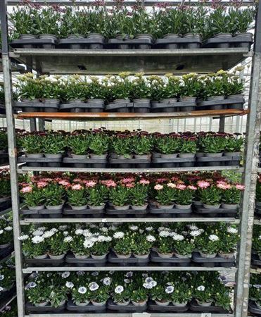 Osteo Mixk 1 Klr Per Tray