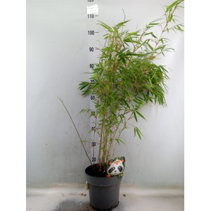 Fargesia rufa