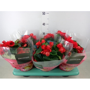 Begonia elat. DU 'Baladin'