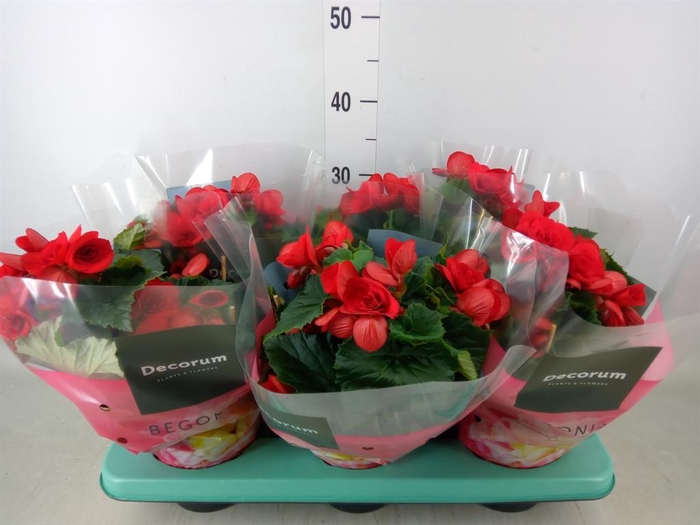 <h4>Begonia elat. DU 'Baladin'</h4>