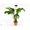 TACCA CHANTRIERI