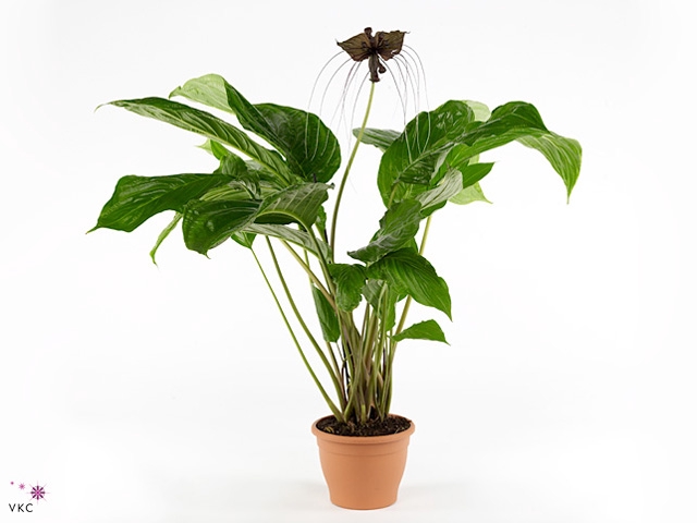 TACCA CHANTRIERI